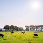 Shocking Number of Cattle Dies In The Heat Of Kansas